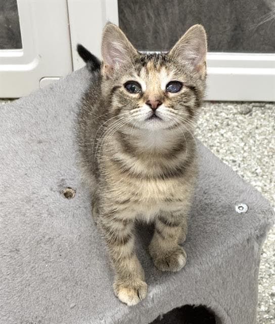 Sparkle - Domestic Short Hair