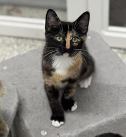 Lucy image 1