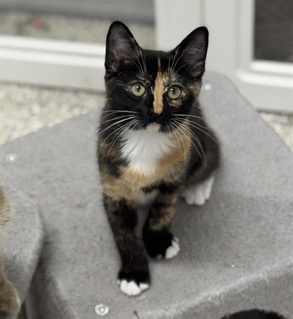 Lucy - Domestic Short Hair