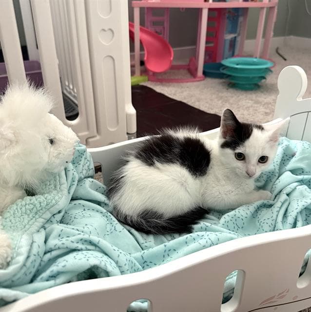 Mittens - Domestic Short Hair
