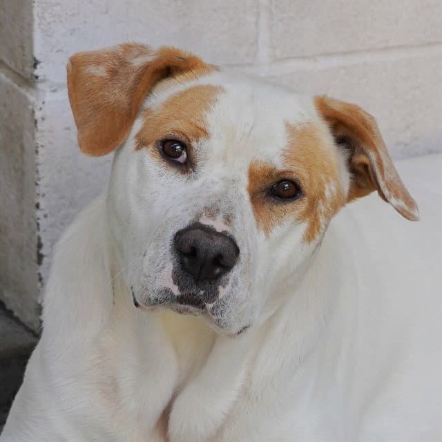 Kumar - Pit Bull Terrier