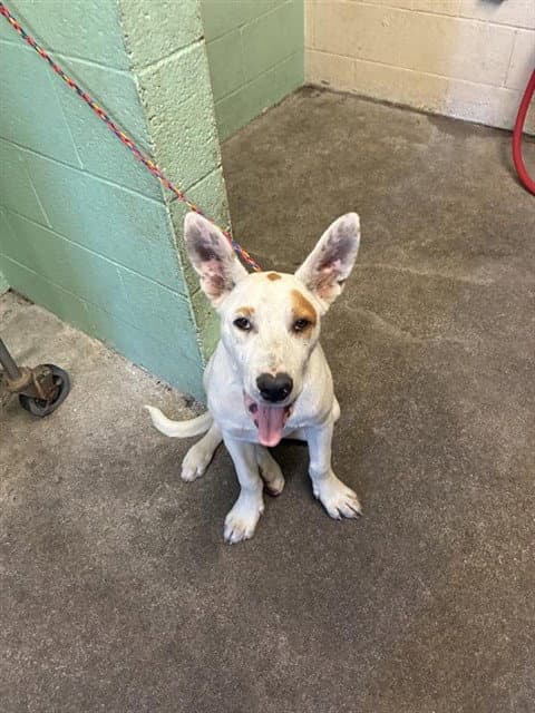 Ranger - Pit Bull Terrier