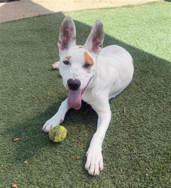 Ranger - Pit Bull Terrier