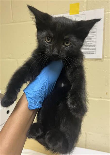 Sheila - Domestic Short Hair