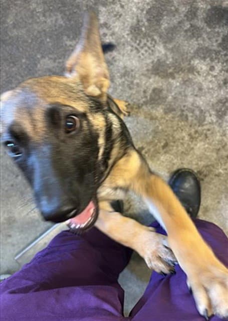 Starfire - German Shepherd Dog