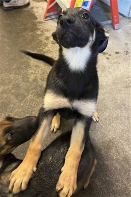 Raven - German Shepherd Dog