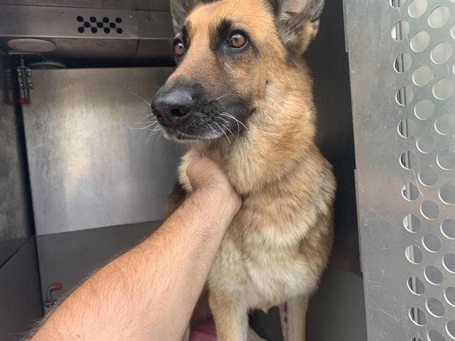Luna - German Shepherd Dog