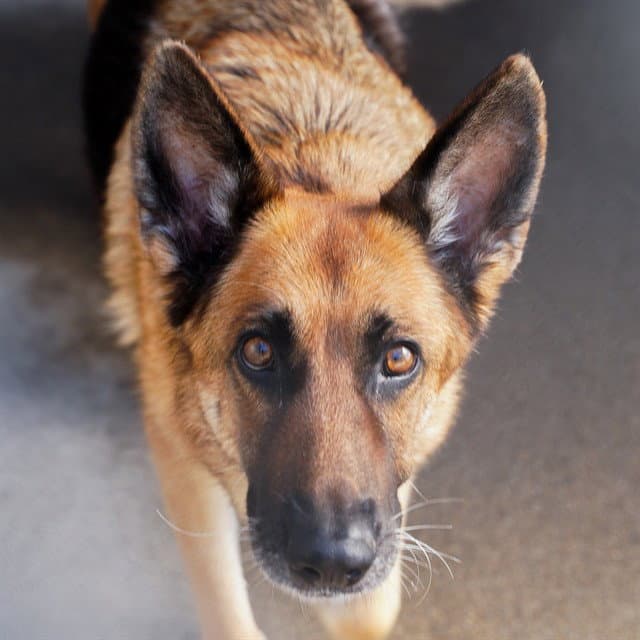 Luna - German Shepherd Dog