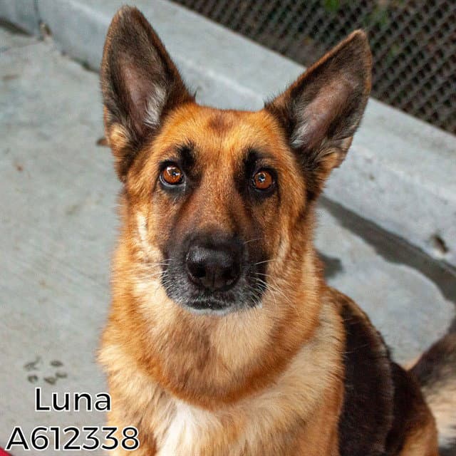 Luna - German Shepherd Dog