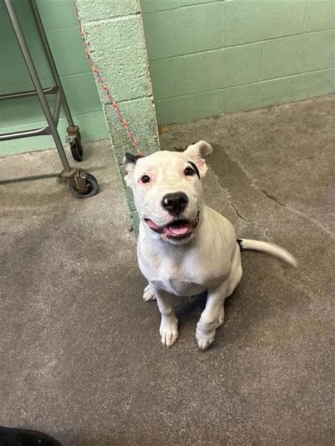 Geranamo - Pit Bull Terrier