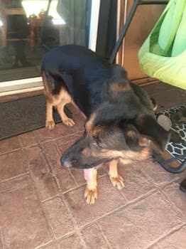 Muneca - German Shepherd Dog