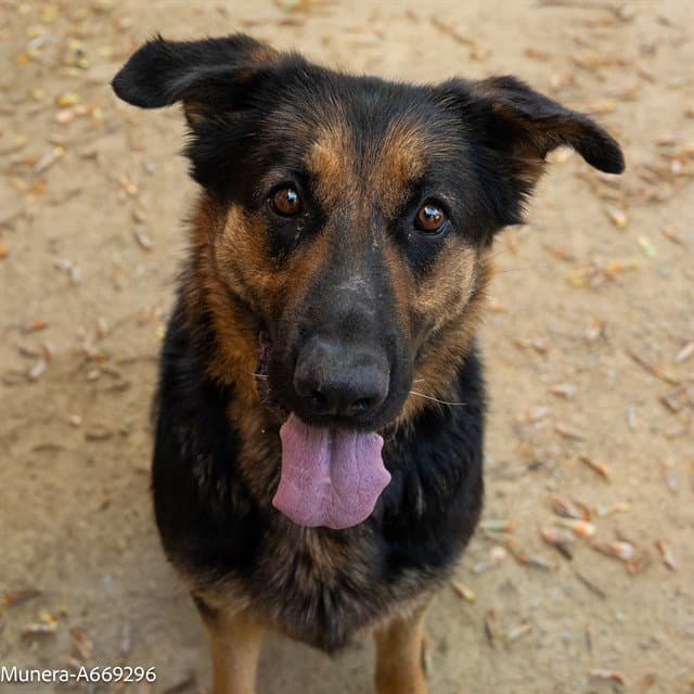 Muneca - German Shepherd Dog