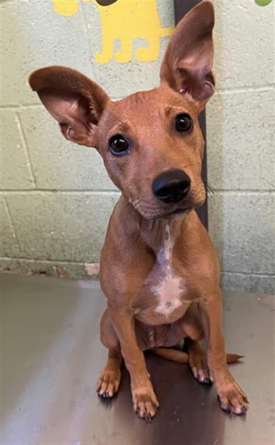 Chestnut - Miniature Pinscher
