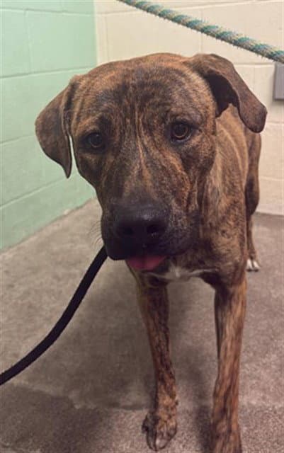 Unknown - Pit Bull Terrier