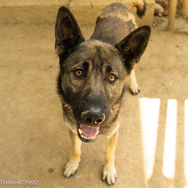 Timbo - German Shepherd Dog