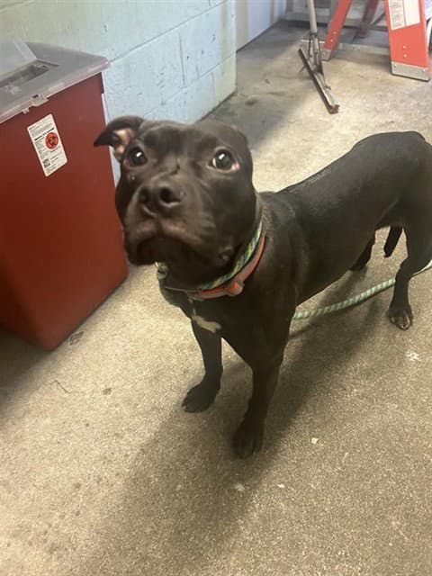 Vance - Pit Bull Terrier