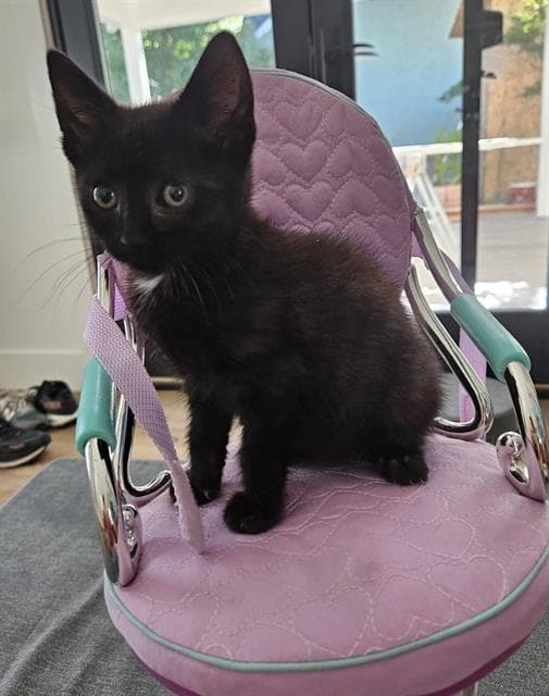 Raven - Domestic Short Hair