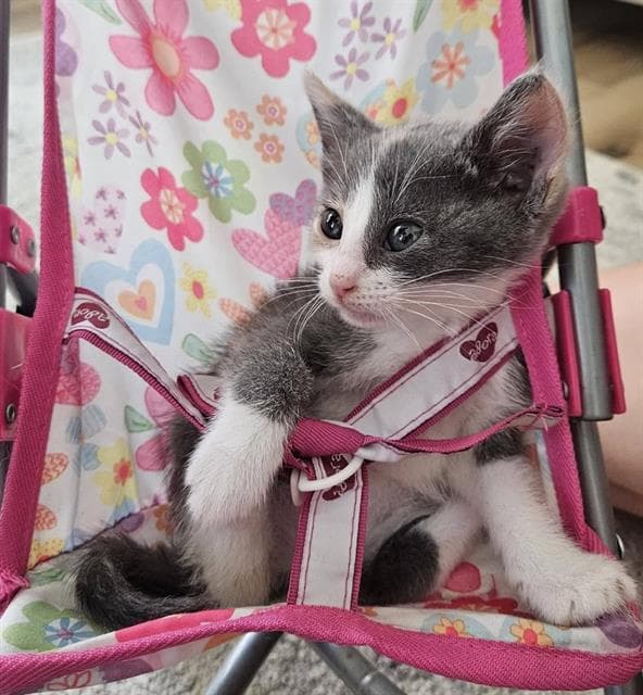 Tina - Domestic Short Hair