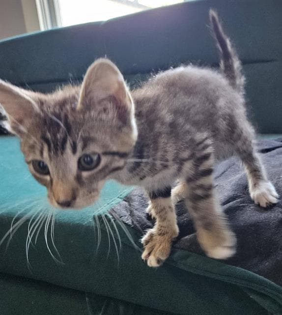 Ulysses - Domestic Short Hair