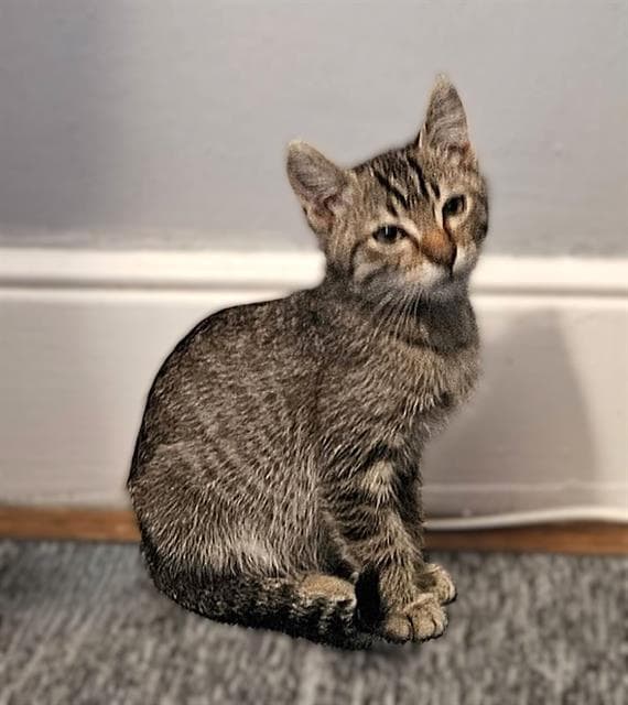 Xavier - Domestic Short Hair