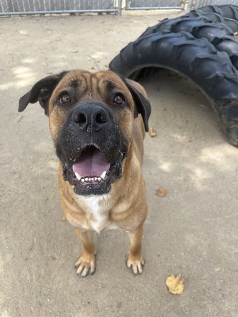 Slamson - Mastiff