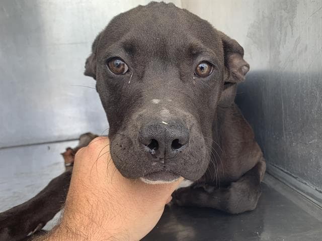Jones - Pit Bull Terrier