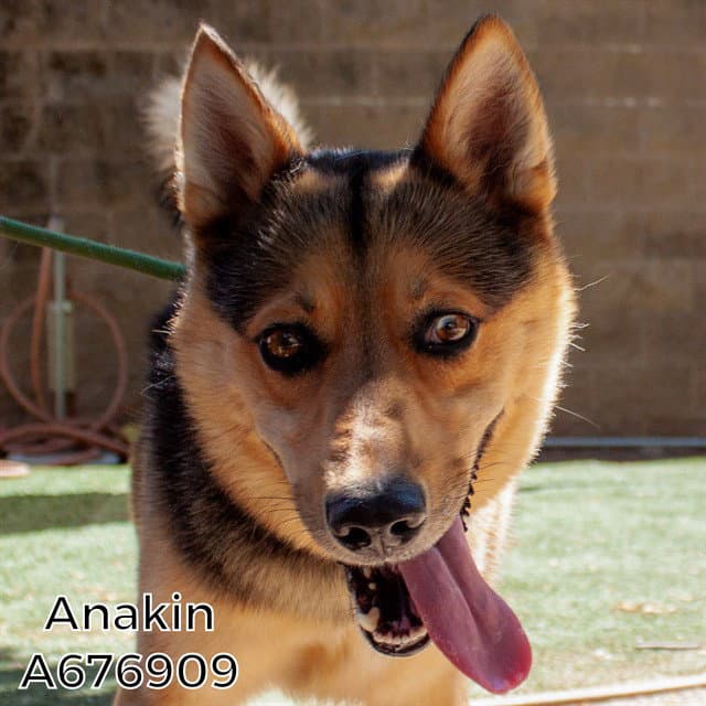 Anakin - German Shepherd Dog