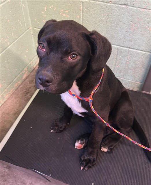 Baby Boy - Labrador Retriever