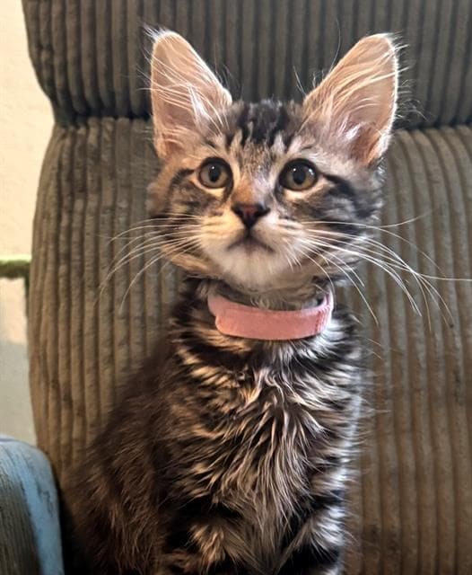 Jade - Domestic Short Hair