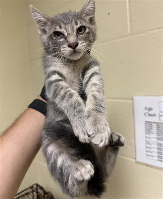 Jasper - Domestic Short Hair