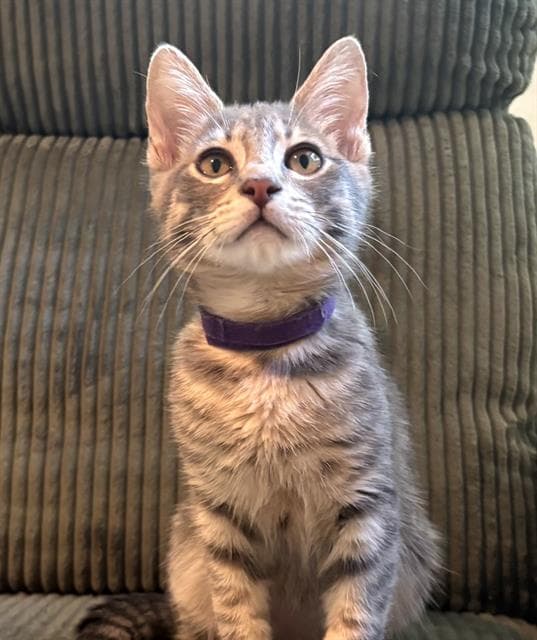 Jasper - Domestic Short Hair