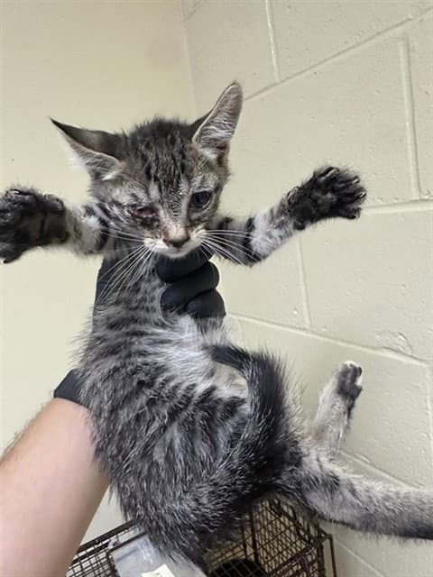Sid - Domestic Short Hair