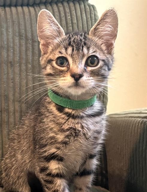 Sid - Domestic Short Hair