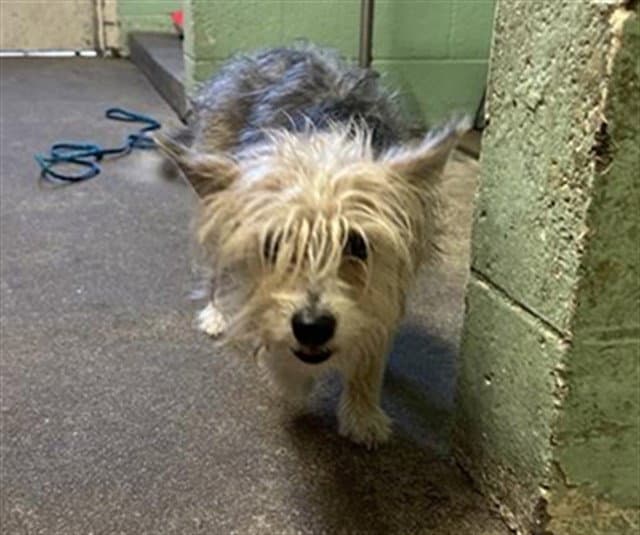 Reef - Yorkshire Terrier Yorkie