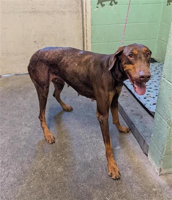 Paris - Doberman Pinscher