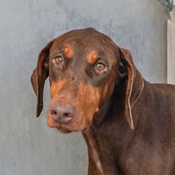 Paris - Doberman Pinscher
