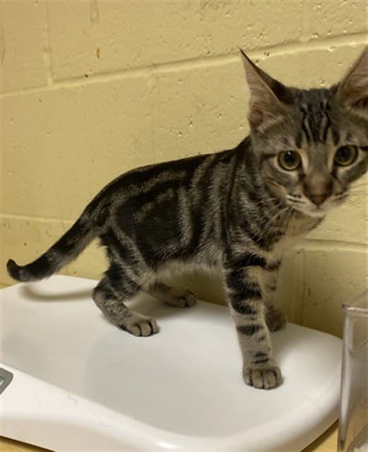 Bella - Domestic Short Hair