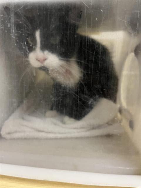Unknown - Domestic Short Hair