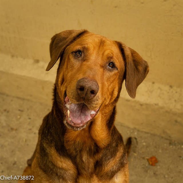 Chief - Hound