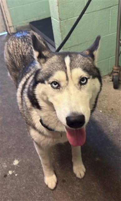 Athena - Siberian Husky