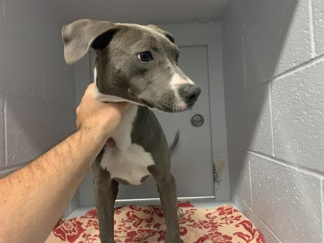 Pepsi - Pit Bull Terrier