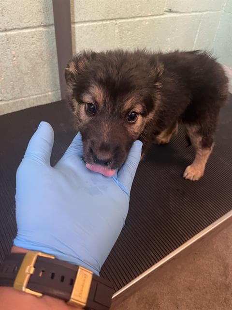 Velma - German Shepherd Dog
