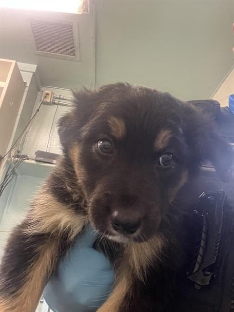 Scooby Doo - German Shepherd Dog