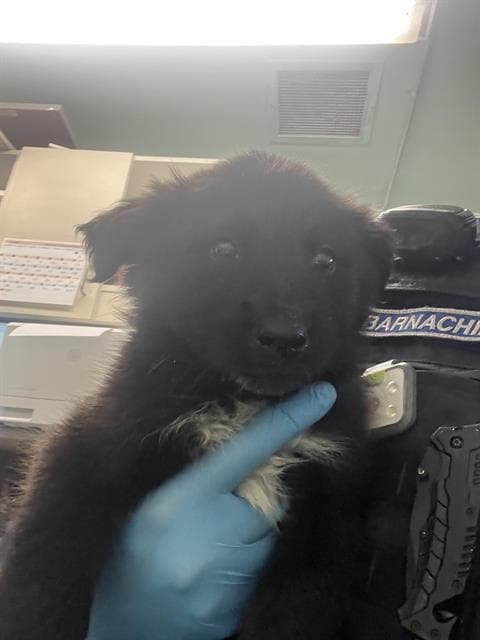 Scrappy Doo - German Shepherd Dog