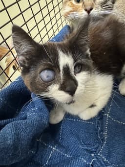 Nova image 1