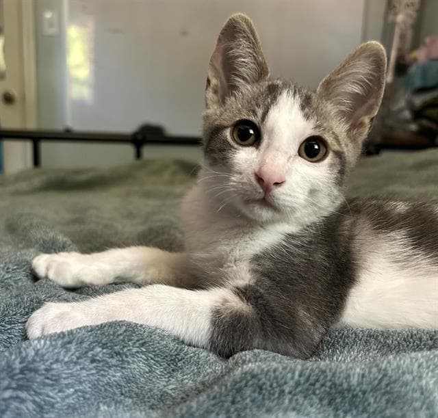 Romeo - Domestic Short Hair