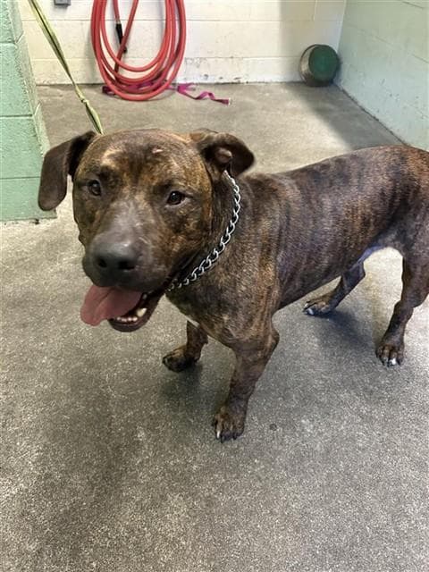 Sponch - Pit Bull Terrier