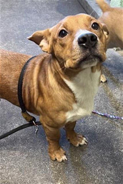 Unknown - Pit Bull Terrier