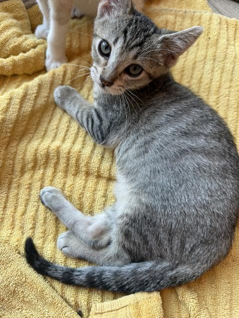 Bimble - Domestic Short Hair