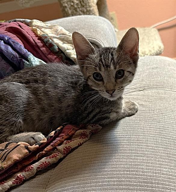 Bennett - Domestic Short Hair